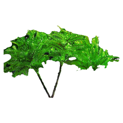 万年水草植物鱼缸造景易活耐低温