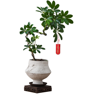 造型鸭掌木盆栽八方来财侘寂风室内客厅植物办公室桌面绿植物花卉