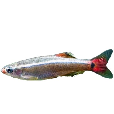 白云金丝鱼冷水鱼懒人好养不加热