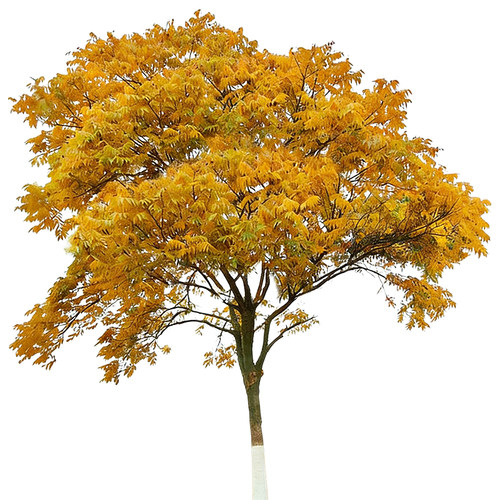 无患子树苗鬼见愁四季绿化树苗南北方庭院名贵风景大树保平安绿植