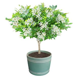 九里香花盆栽四季树苗老桩七里香苗易养开花浓香室内阳台庭院植物