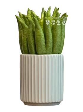 佛手柑托盘陶瓷器皿摆放盘香橼放佛手花瓶摆件专用花盆容器有孔