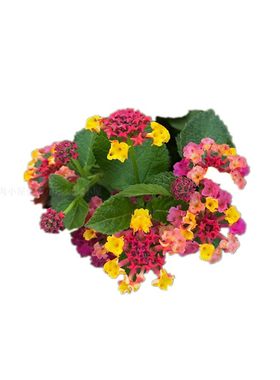 耐晒阳台五色梅四季开花
