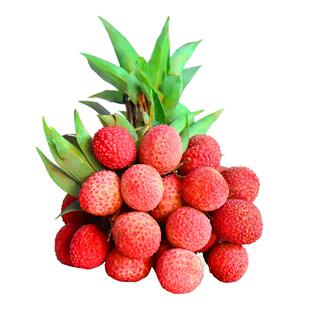 荔口福冻眠荔枝正宗桂味荔枝新鲜榴莲荔仙进妃子奉黑笑叶顺丰包邮