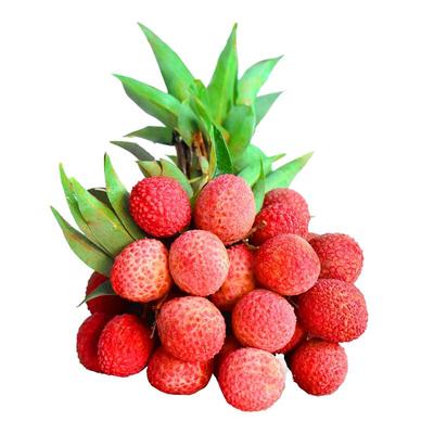 顺丰包邮荔口福桂味冻眠荔枝