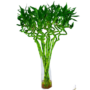 带根转运竹水养富贵竹节节高发财龙竹子水培植物客厅招财绿植盆栽