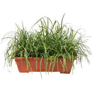 家庭种鸡毛菜蔬菜种子籽阳台四季香菜种植套装盆生菜葱种韭菜菠菜