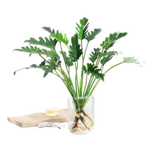 龙鳞春羽水培小天使植物绿植办公室内桌面盆栽阳台水养龟背天堂鸟