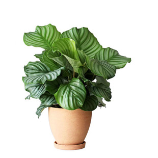 青苹果竹芋 北欧风四季好养客厅耐阴绿植  室内易活绿植 乔迁盆栽