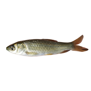 优质草鱼苗活鱼苗淡水养殖食用鱼四大家鱼苗四川渔场直发包邮包活