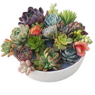 多肉植物砍头苗美杏锦紫乐唐印姬胧月锦春萌缀化塔洛克锦朝霞锦