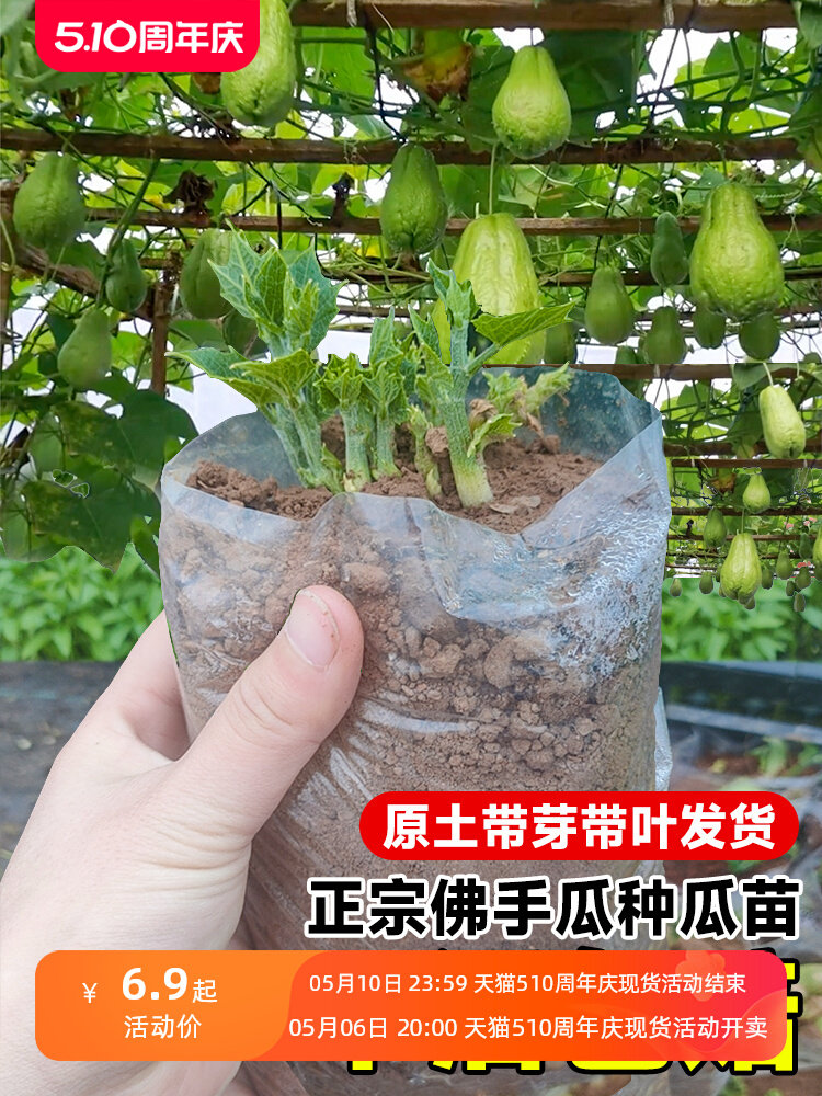 发芽佛手瓜种瓜苗阳台蔬菜苗种植南北方春秋季播种菜种籽水果种子