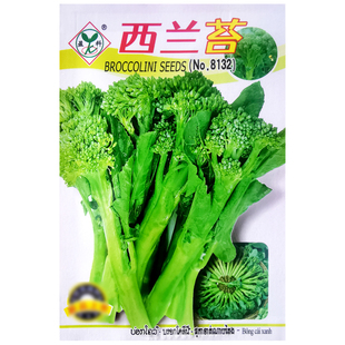 西兰苔种子芥兰西兰花台青花菜菜心芥蓝种籽四季春秋季蔬菜孑苗秧