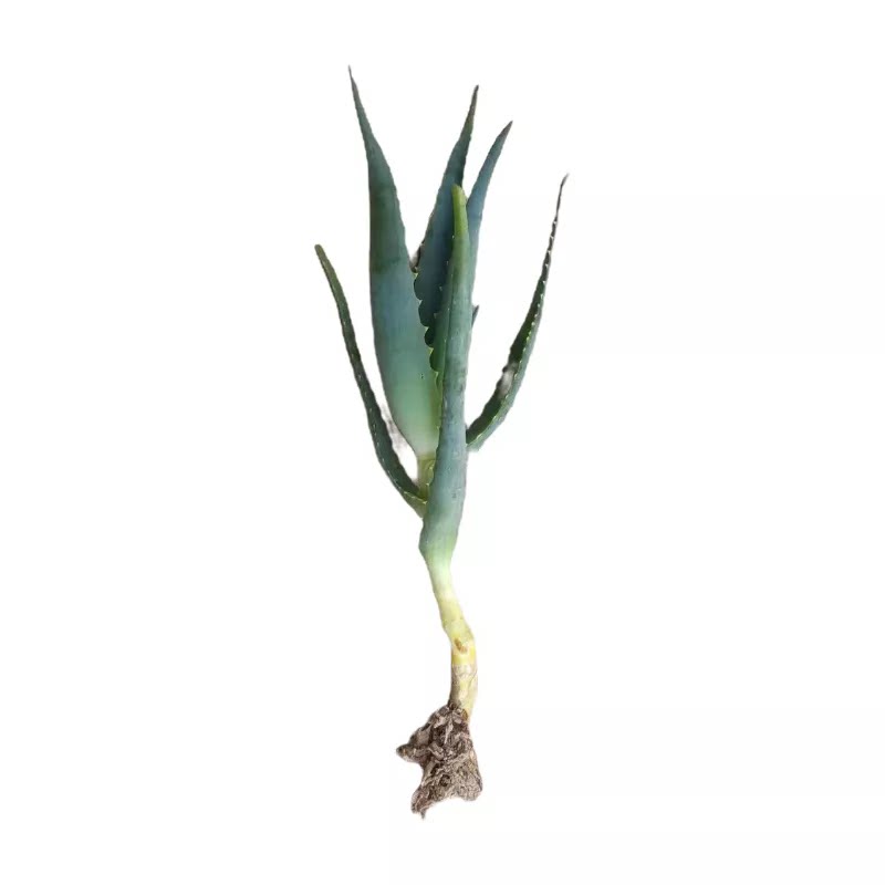 正宗龙爪菊日本木立芦荟盆栽小苗
