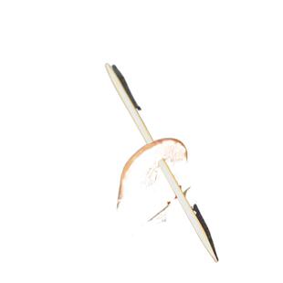 【官方正品】巢虫清木片中蜂专用巢清蜜蜂工具养蜂全套棉虫巢虫净