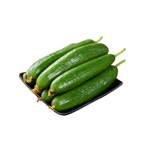 水果黄瓜苗秧老品种大黄瓜苗番茄辣椒带土高产抗病阳台盆栽蔬菜苗