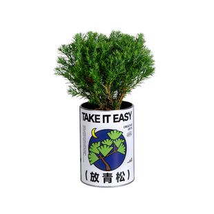 放青松雾凇植物发财树小盆栽情绪稳定办公室桌面绿植花卉礼物神奇