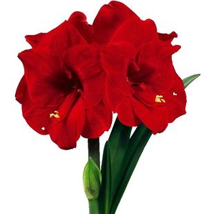 虹越荷兰朱顶红进口重瓣种球大球四季新年快乐南非阿弗雷圣诞快乐