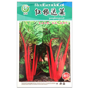 红根达菜种子牛皮菜厚合菜籽特色叶菜莙荙菜蔬菜种子阳台盆栽包邮
