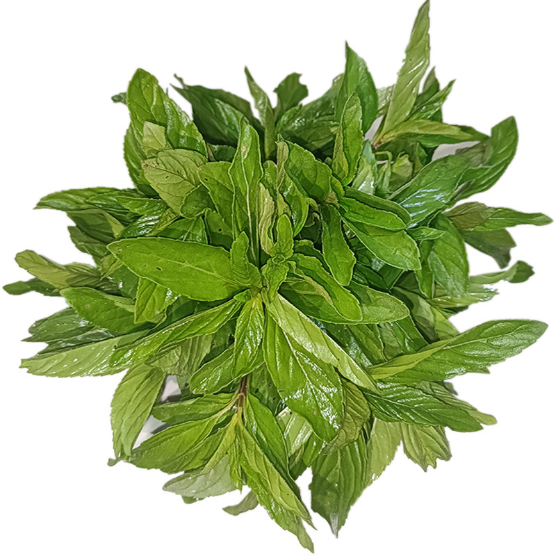 薄荷叶新鲜野生留兰香尖清凉现摘食用泡茶调酒烘焙装饰莫吉托种植