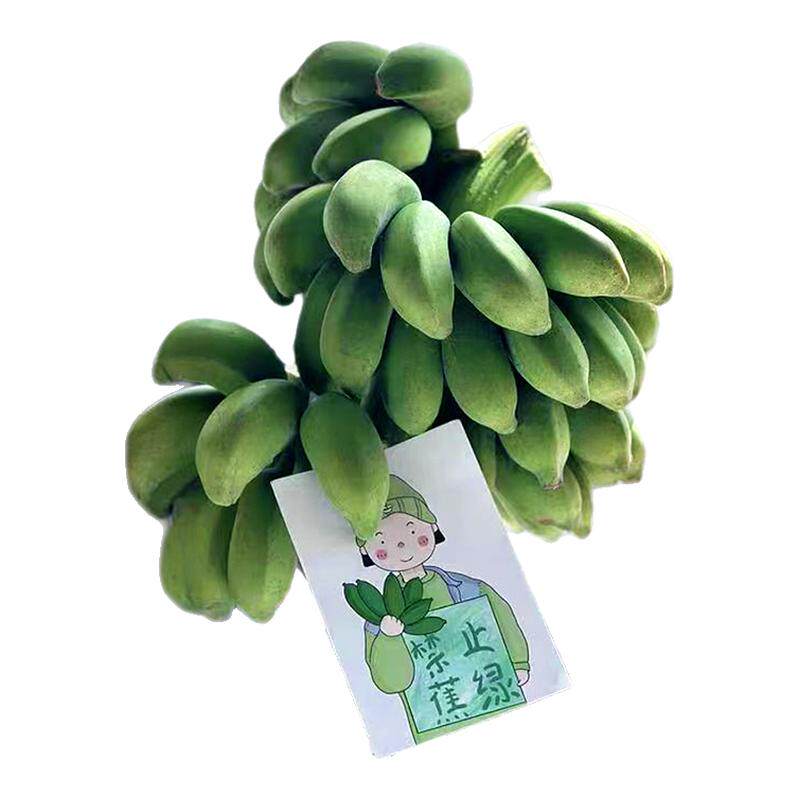 整株广西小米蕉桌面绿植可食用水培香蕉办公室送礼拒绝禁止蕉绿11