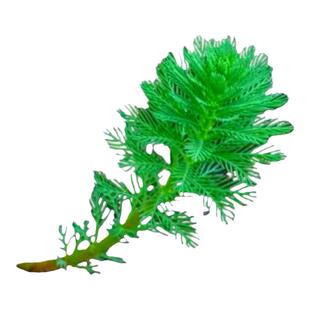 狐尾藻粉绿净化水质孔雀鱼增氧鱼缸水草水培植物遇水就活懒人水草