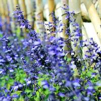Lavender seeds, Provence lavender seeds, potted plants, easy to survive, indoor and outdoor fragrant grass seeds thumbnail 8