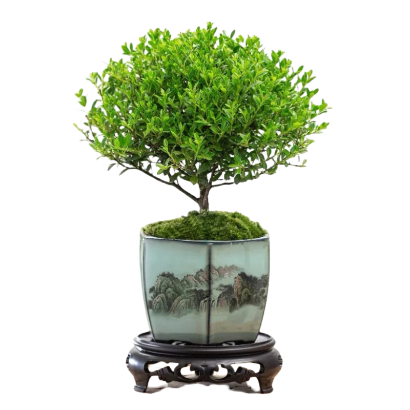 小叶赤楠老桩盆景苗植物花卉盆栽微景观水培办公室内好养四季常青
