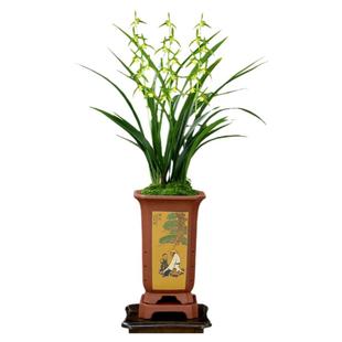 翁源兰花苗老种墨兰仙殿白墨素花报岁兰带花浓香好养室内花卉盆栽