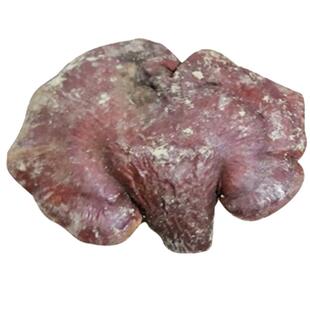 徽真斛霍山野外赤灵芝250g林芝整枝代切赤芝片滋补养生大别山灵芝