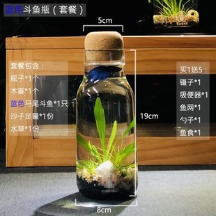 厂生态瓶 自循环微景观玻璃容器生态瓶观赏鱼微观生态瓶小鱼免促