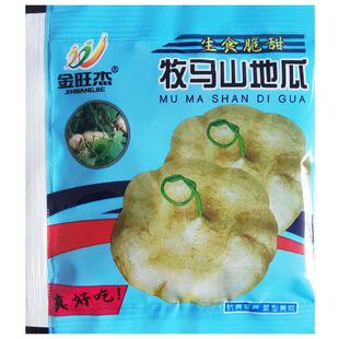 牧马山地瓜种籽早熟高产凉薯种子水果沙葛凉瓜土瓜种农家蔬菜种孑