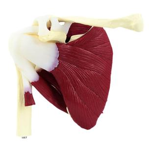 颐诺ENOVO 人体肩袖肌群模型肩关节附肌肉模型 盂肱关节肩锁关节肩峰结构肌肉上海健身教学培训运动系统器材