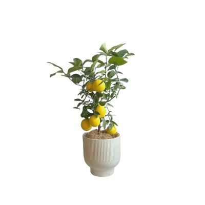【带果发货】精品香水柠檬盆栽