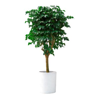 杭州绿森中型绿宝幸福树盆栽室内