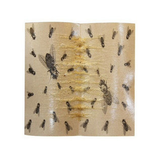 X6粘蝇彩板彩色粘蝇板粘蝇纸板沾蝇贴灭蝇药含引诱剂满9.90元包邮