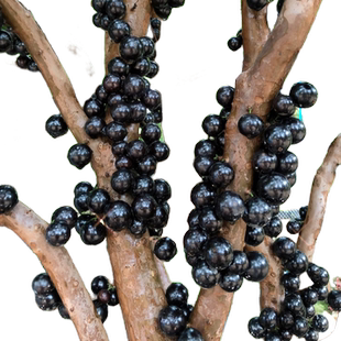 树葡萄嘉宝果苗树大加宝果树四季加多宝树苗南方北方种植庭院盆栽