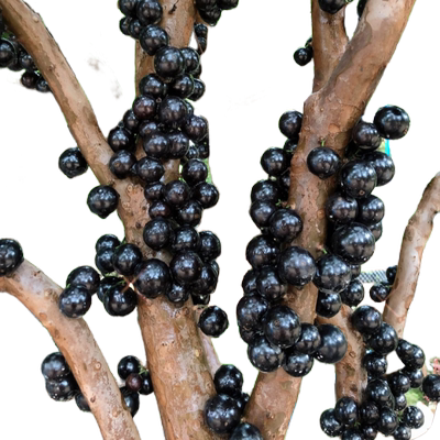 树葡萄嘉宝果苗树南北方种植