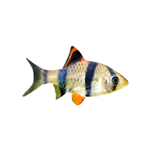 四间虎皮鱼小型群游淡水新手好养耐活草缸翡翠虎皮红虎皮观赏鱼苗