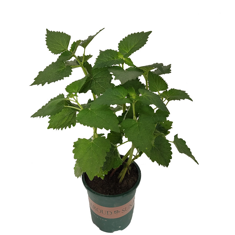 老桩藿香盆栽老根藿香苗可食用带盆食用植物种苗老苗藿香树苗种籽