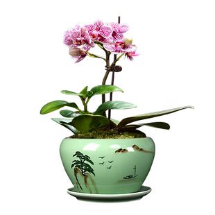 简约青瓷哥窑蝴蝶兰专用花盆带托盘大号绿萝吊兰盆多肉绿植盆栽盆