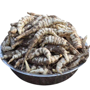 新鲜地参虫草参现挖银条菜泽兰根地笋土冬虫草地蚕农家参做菜煲汤