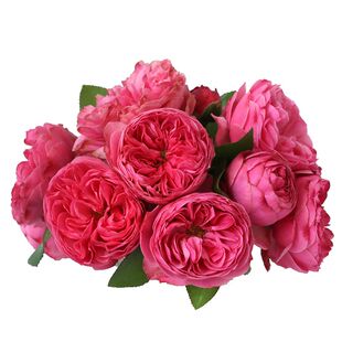 P11盆藤本月季 蓝色阴雨艾拉甜梦克里斯蒂娜粉达老园丁庭院盆栽