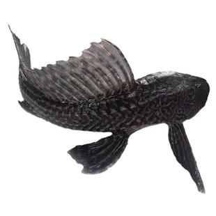 清道夫鱼缸清理工吃鱼缸粪便的鱼吃屎鱼女王豹纹活体垃圾热带除藻