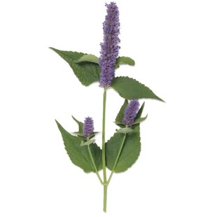 蔬菜种子香菜黄瓜番茄子辣椒长豇豆角四季豆生菜籽萝卜白菜孑大全