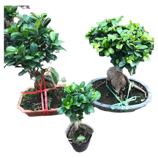 小榕树盆栽 室内办公室桌面花卉绿植水培植物小人参榕 老桩盆景