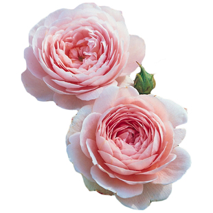 虹越月季花苗蓝色风暴弗洛伦蒂娜龙沙宝石藤冰山小苗盆栽藤本灌木