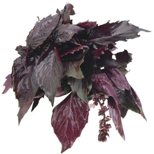 意大利紫罗勒种子香草籽九层塔春夏秋冬季盆栽阳台四季驱蚊虫种孑