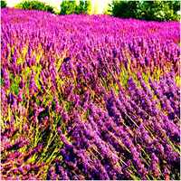 Lavender seeds, Provence lavender seeds, potted plants, easy to survive, indoor and outdoor fragrant grass seeds thumbnail 7