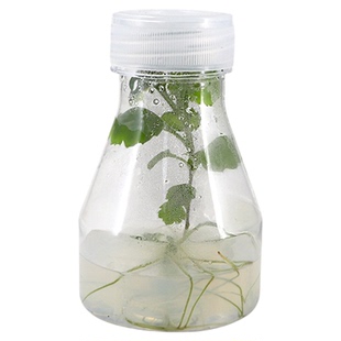 菊花无菌组培苗瓶苗种苗高中生物实验组织培养可转接扩繁实验苗